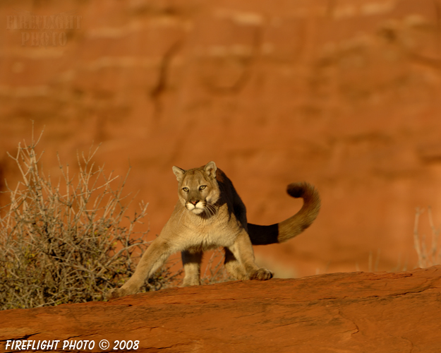 wildlife;Cougar;mountain lion;Felis concolor;wild cat;feline;UTAH;cat;puma;red rock