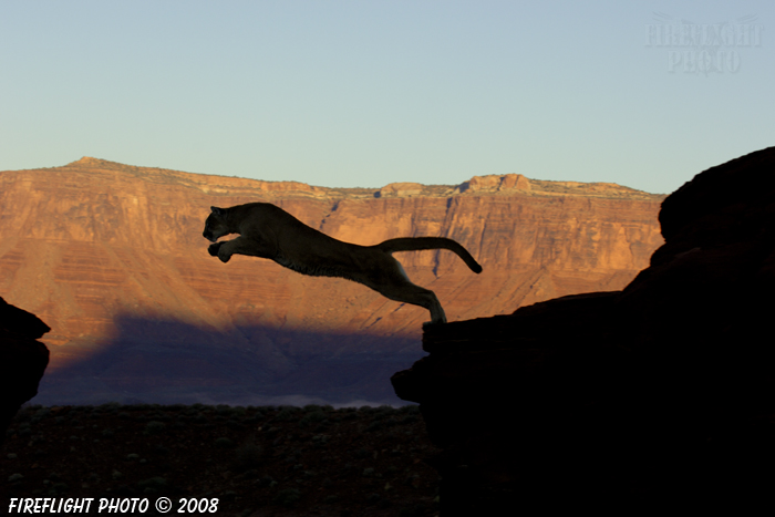 wildlife;Cougar;mountain lion;Felis concolor;wild cat;feline;UTAH;cat;puma;silhouette