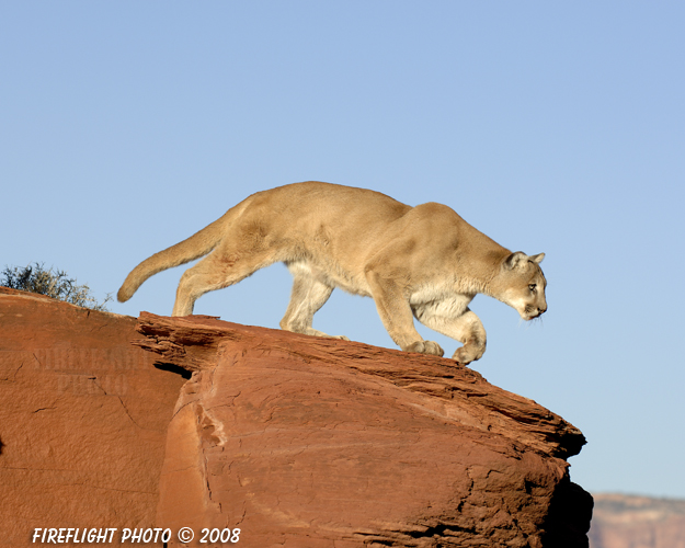 wildlife;Cougar;mountain lion;Felis concolor;wild cat;feline;UTAH;cat;puma;red rock