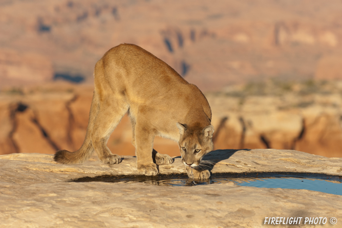 wildlife;Cougar;mountain lion;Felis concolor;wild cat;feline;UTAH;cat;puma;sunset
