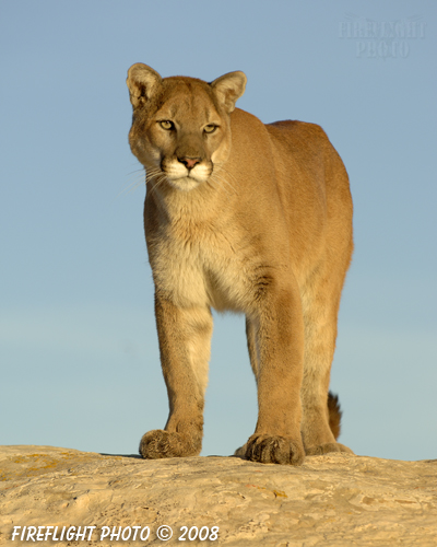 wildlife;Cougar;mountain lion;Felis concolor;wild cat;feline;UTAH;cat;puma;sunset