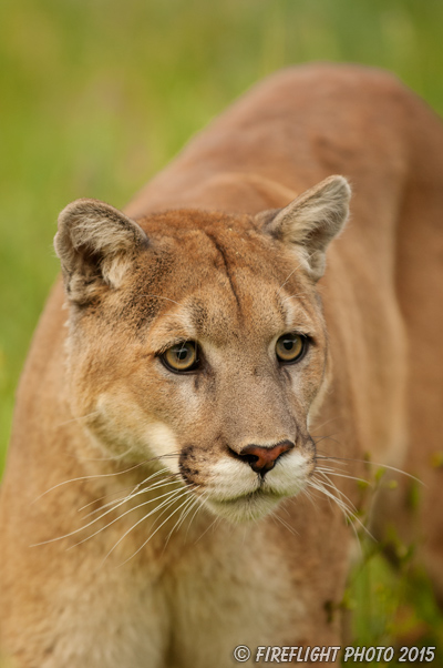 wildlife;Cougar;mountain lion;Felis concolor;wild cat;feline;Montana;cat;puma;grass