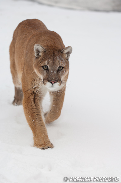 wildlife;Cougar;mountain lion;Felis concolor;wild cat;feline;Montana;cat;puma;snow