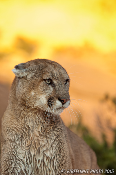 wildlife;Cougar;mountain lion;Felis concolor;wild cat;feline;UTAH;cat;puma;sunset