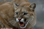 wildlife;Cougar;mountain-lion;Felis-concolor;wild-cat;feline;canada;cat;snarl;growl
