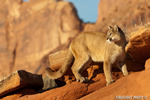 wildlife;Cougar;mountain-lion;Felis-concolor;wild-cat;feline;UTAH;cat;puma;sunset