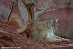 wildlife;Cougar;mountain-lion;Felis-concolor;wild-cat;feline;UTAH;cat;puma
