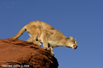 wildlife;Cougar;mountain-lion;Felis-concolor;wild-cat;feline;UTAH;cat;puma