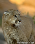 wildlife;Cougar;mountain-lion;Felis-concolor;wild-cat;feline;UTAH;cat;puma;sunset