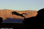 wildlife;Cougar;mountain-lion;Felis-concolor;wild-cat;feline;UTAH;cat;puma;silhouette
