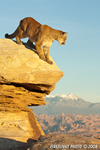 wildlife;Cougar;mountain-lion;Felis-concolor;wild-cat;feline;UTAH;cat;puma;sunset