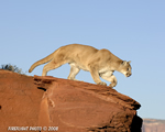 wildlife;Cougar;mountain-lion;Felis-concolor;wild-cat;feline;UTAH;cat;puma;red-rock