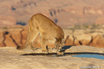 wildlife;Cougar;mountain-lion;Felis-concolor;wild-cat;feline;UTAH;cat;puma;sunset