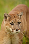 wildlife;Cougar;mountain-lion;Felis-concolor;wild-cat;feline;Montana;cat;puma;grass
