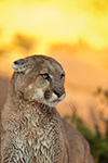 wildlife;Cougar;mountain-lion;Felis-concolor;wild-cat;feline;UTAH;cat;puma;sunset