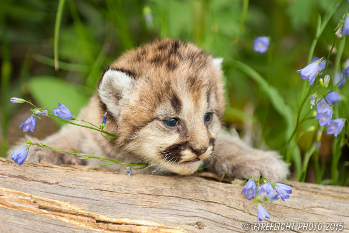 wildlife;wild cat;cougar;mountain lion;cougar cub;kitten;baby;Puma concolor;Montana