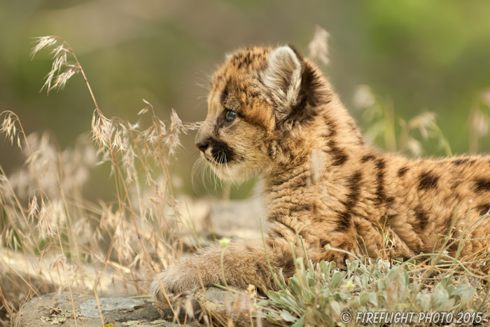 wildlife;wild cat;cougar;mountain lion;cougar cub;kitten;baby;Puma concolor;Montana