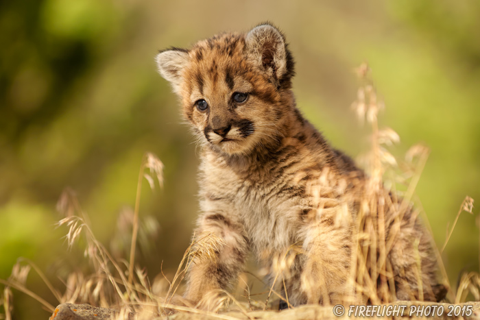 wildlife;wild cat;cougar;mountain lion;cougar cub;kitten;baby;Puma concolor;Montana