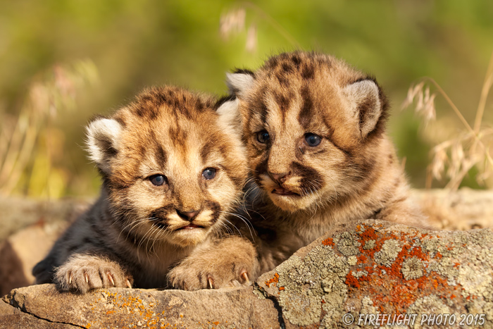 wildlife;wild cat;cougar;mountain lion;cougar cub;kitten;baby;Puma concolor;Montana