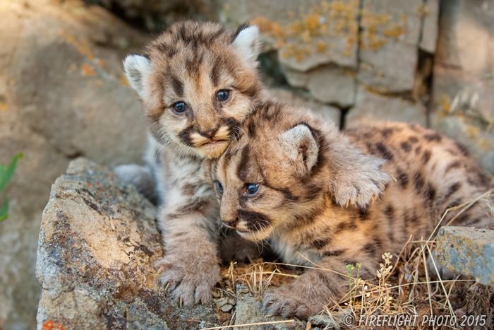 wildlife;wild cat;cougar;mountain lion;cougar cub;kitten;baby;Puma concolor;Montana