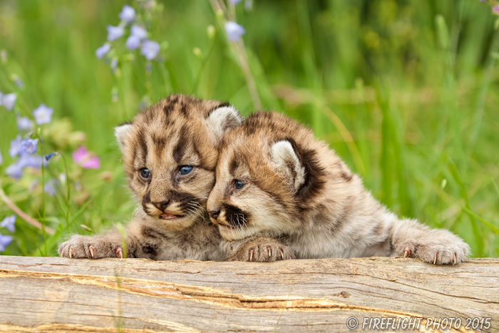 wildlife;wild cat;cougar;mountain lion;cougar cub;kitten;baby;Puma concolor;Montana