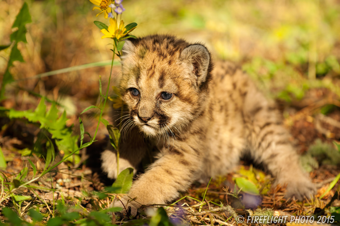 wildlife;wild cat;cougar;mountain lion;cougar cub;kitten;baby;Puma concolor;Montana