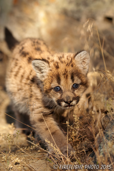 wildlife;wild cat;cougar;mountain lion;cougar cub;kitten;baby;Puma concolor;Montana