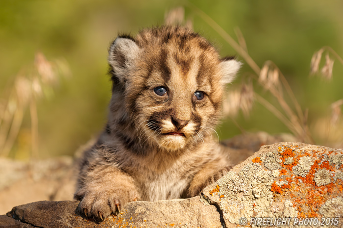 wildlife;wild cat;cougar;mountain lion;cougar cub;kitten;baby;Puma concolor;Montana