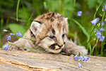 wildlife;wild-cat;cougar;mountain-lion;cougar-cub;kitten;baby;Puma-concolor;Montana