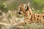 wildlife;wild-cat;cougar;mountain-lion;cougar-cub;kitten;baby;Puma-concolor;Montana