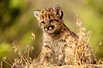 wildlife;wild-cat;cougar;mountain-lion;cougar-cub;kitten;baby;Puma-concolor;Montana