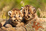 wildlife;wild-cat;cougar;mountain-lion;cougar-cub;kitten;baby;Puma-concolor;Montana