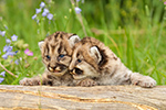 wildlife;wild-cat;cougar;mountain-lion;cougar-cub;kitten;baby;Puma-concolor;Montana