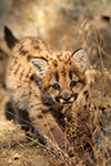 wildlife;wild-cat;cougar;mountain-lion;cougar-cub;kitten;baby;Puma-concolor;Montana