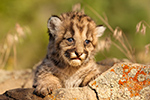 wildlife;wild-cat;cougar;mountain-lion;cougar-cub;kitten;baby;Puma-concolor;Montana