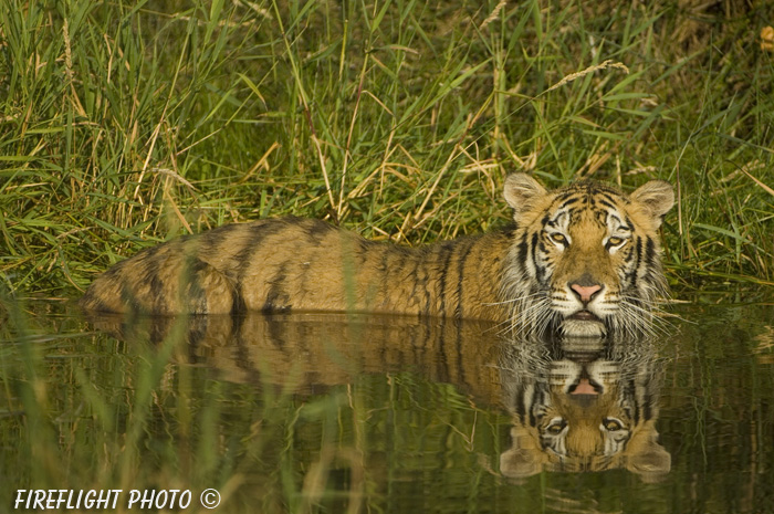 wildlife;Siberian Tiger;Tiger;Panthera tigris altaica;Pond;Reflection;Grass;DDD;Triple D