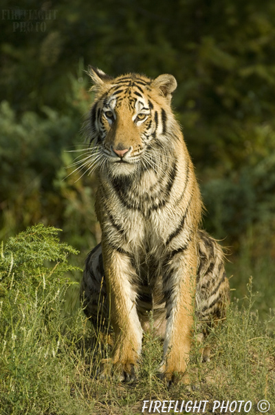 wildlife;Siberian Tiger;Tiger;Panthera tigris altaica;Grass;Juvenile;DDD;Triple D
