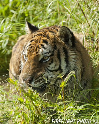 wildlife;Siberian Tiger;Tiger;Panthera tigris altaica;Grass;Head Shot;Montana;AOM