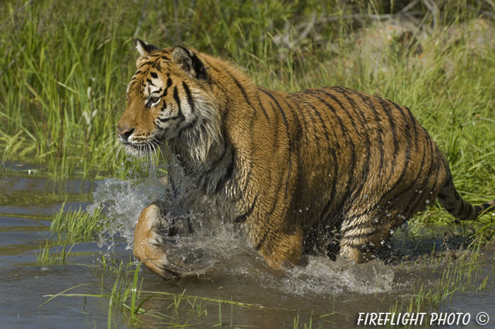 wildlife;Siberian Tiger;Tiger;Panthera tigris altaica;Grass;Water;Running;Montana;AOM