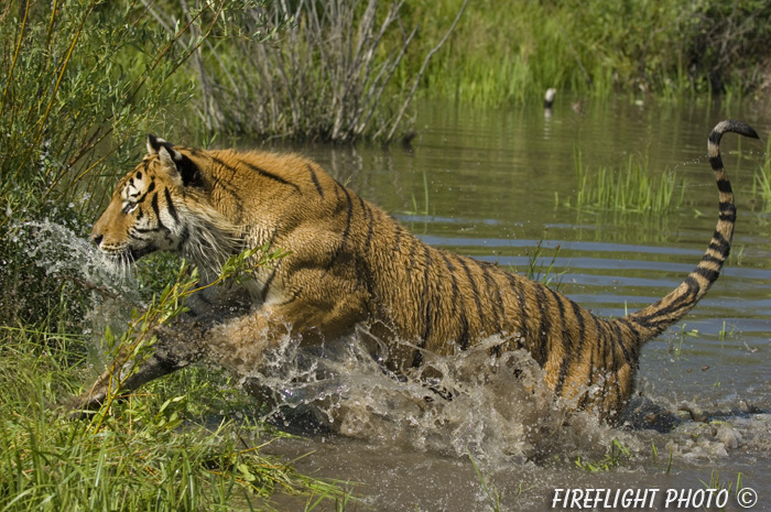 wildlife;Siberian Tiger;Tiger;Panthera tigris altaica;Grass;Water;Running;Montana;AOM