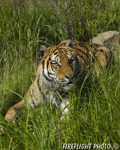 wildlife;Siberian Tiger;Tiger;Panthera tigris altaica;Grass;Montana;AOM