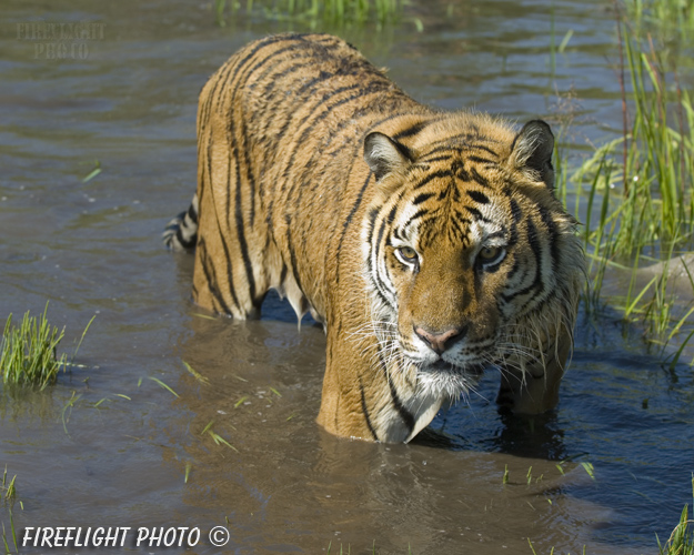 wildlife;Siberian Tiger;Tiger;Panthera tigris altaica;Grass;Pond;Grass;Montana;AOM