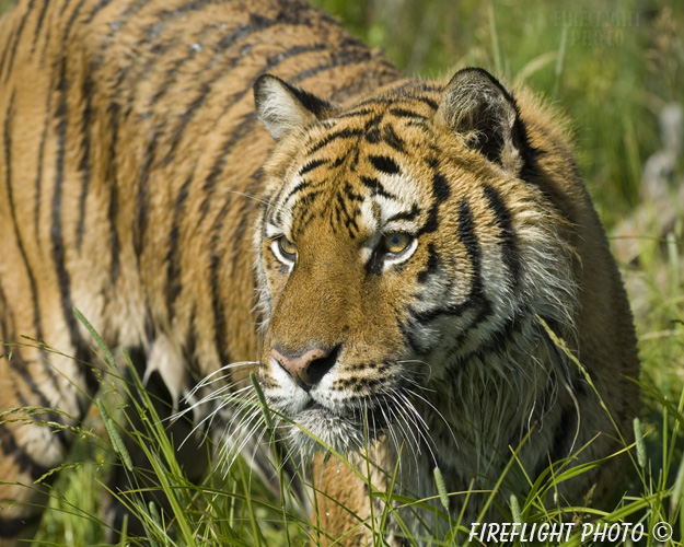 wildlife;Siberian Tiger;Tiger;Panthera tigris altaica;Grass;Head Shot;Montana;AOM