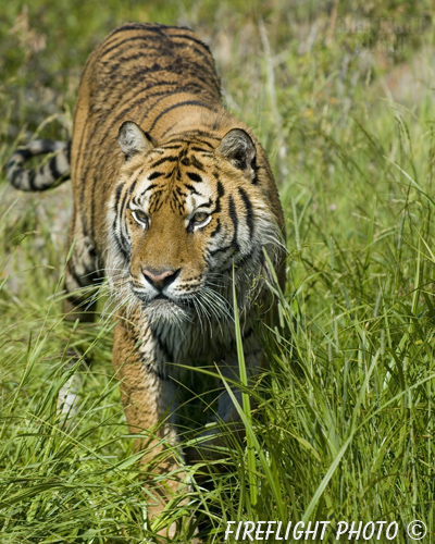 wildlife;Siberian Tiger;Tiger;Panthera tigris altaica;Grass;Montana;AOM