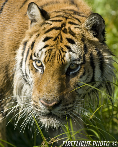 wildlife;Siberian Tiger;Tiger;Panthera tigris altaica;Grass;Head Shot;Montana;AOM