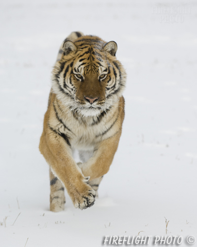 wildlife;Siberian Tiger;Tiger;Panthera tigris altaica;Snow;Running;Montana;AOM