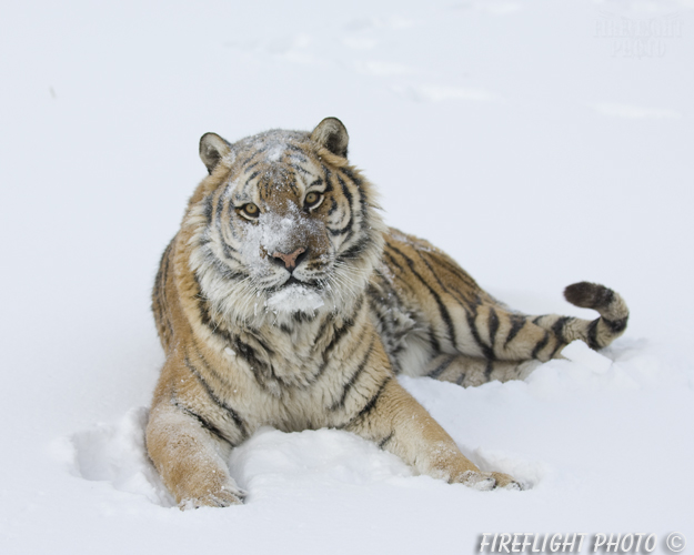 wildlife;Siberian Tiger;Tiger;Panthera tigris altaica;Snow;Montana;AOM