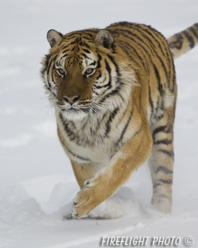 wildlife;Siberian Tiger;Tiger;Panthera tigris altaica;Snow;Running;Montana;AOM