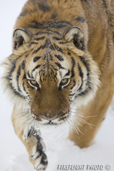 wildlife;Siberian Tiger;Tiger;Panthera tigris altaica;Snow;Head Shot;Montana;AOM