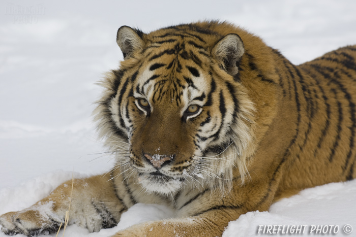 wildlife;Siberian Tiger;Tiger;Panthera tigris altaica;Snow;Head Shot;Montana;AOM